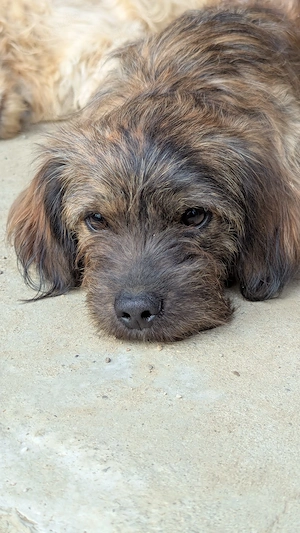 Struppi - kleiner Hund, grosse Hoffnung