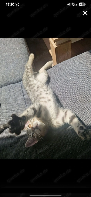Katzenbaby Kitten