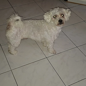 Maltipoo Deckrüde 1 1 2 Jahre
