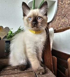 Siam-Balinese Kitten 