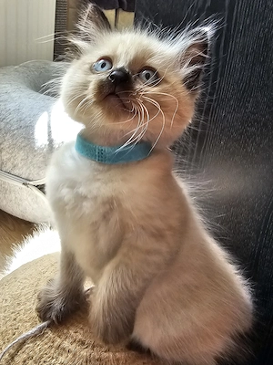 Siam - Balinesen-Kitten 
