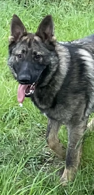 Deutscher Schäferhund - sozialer Jungrüde mit wölfischem Aussehen