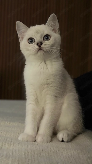  BKH Kitten Auszugsbereit 