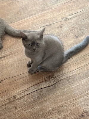 Süße Babykitten abgabe bereit (bkh)