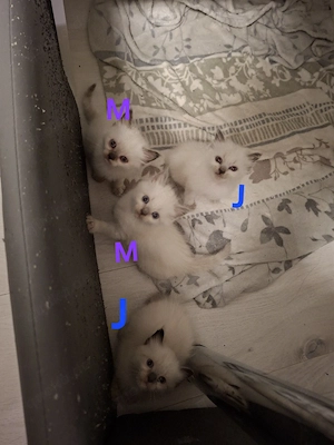 Kleine reinrassige  Kitten Heilige Birma 