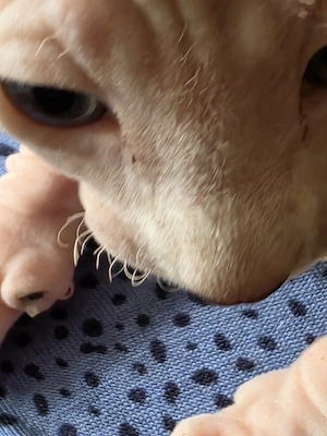 Sphynx kitten mit schnurrhaare und Stammbaum 