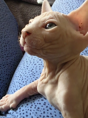 Canadian Sphynx mit schnurrhaare und Stammbaum 