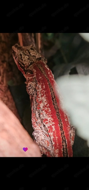 0.1 auriculatus red stripe 