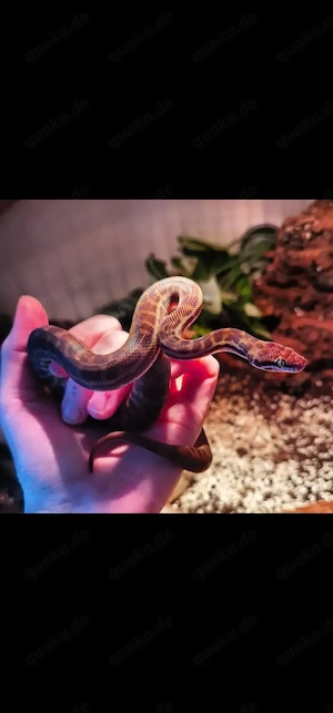 1.0 antaresia stimsoni stimsoni 