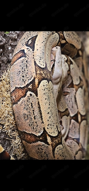 1.0 boa constrictor amarali 
