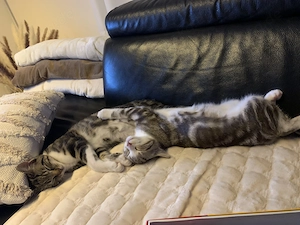 Zwei junge Katzen suchen gemeinsam ein liebevolles Zuhause 