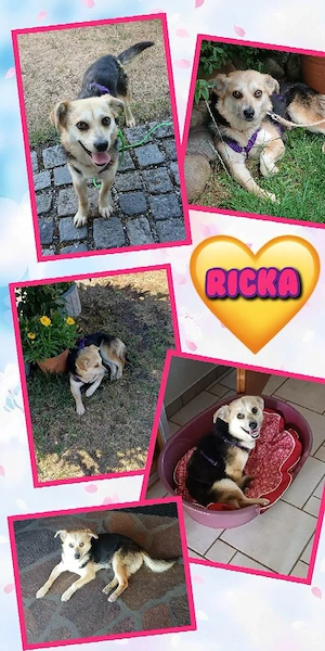 süße, kleine, junge, wunderschöne Hündin "Ricka" sucht ein liebevolles Zuhause 