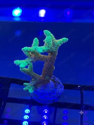 Seriatopora Bicolor Korallen Ableger 