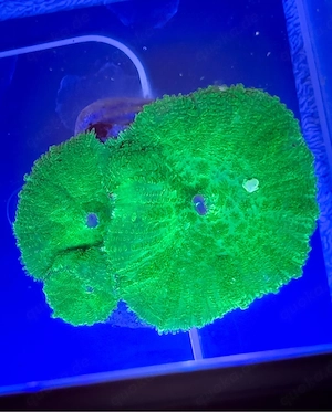 Scheibenanemone Ultra Green Korallen Ableger