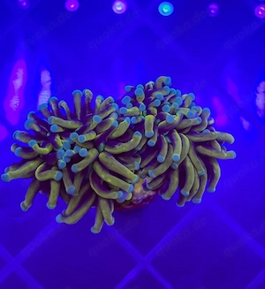 Euphyllia Hellfire Torch Korallen Ableger 