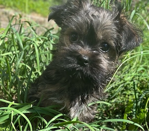    Shorki Tzu fast 4 monate alt.Kleine weibchen sucht neune zuhause