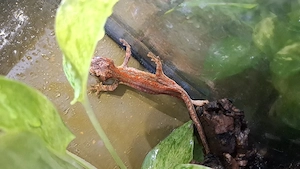 0.0.1 Rhacodactylus Auriculatus DNZ Höckerkopfgecko Gargoylgecko