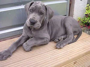 Majestätische Deutsche Doggen Welpen   sanfte Riesen suchen Zuhause   