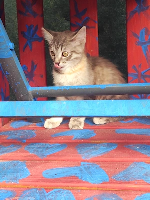 Kleines Katzen Mädchen such zuhause