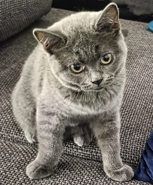 Süßes BKH Katzenmädchen sucht ein liebevolles Zuhause NUR HEUTE: Für 320 Euro abholbereit!   