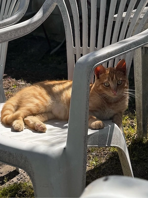 Junger Kater sucht ein liebevolles Zuhause