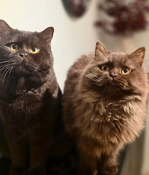 BKH und BLH Kater chocolate und cinnamon 