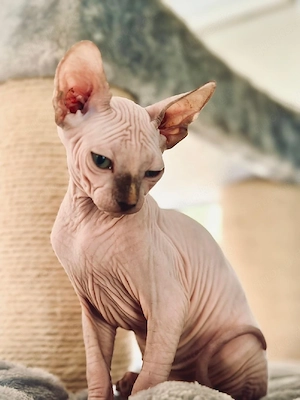 Sphynx Kitten Weibchen (Abholbereit)