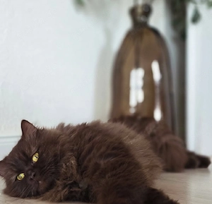 Wunderschöner chocolate Kater  1 Jahr 