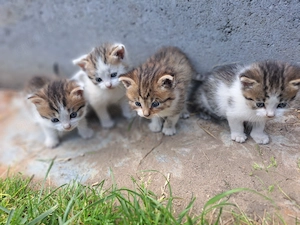 Liebevolle Katzenbabys 9 Wochen alt