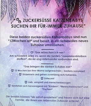 Zwei kleine Samtpfoten suchen ihr Für-immer-Zu Hause