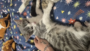 4 monate alter Kater 