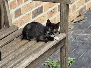 Babykatzen Kitten Kätzchen