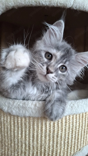 Maine Coon Kitten 