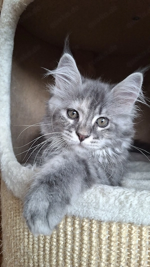 Maine Coon Kitten 