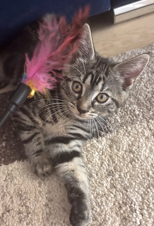       Letztes Maine-Coon-Mix, Mädchen, 10 Wochen, verschmust & stubenrein
