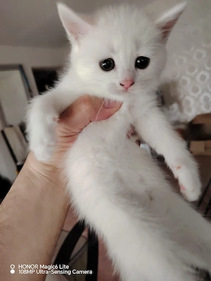 Eine süße Katze such ein neues Zuhause! 