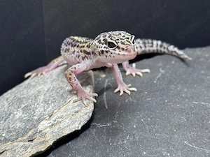 Leopardgecko Weibchen 0.1 