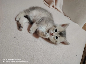 Süße Katze sucht ein Neues Zuhause! 