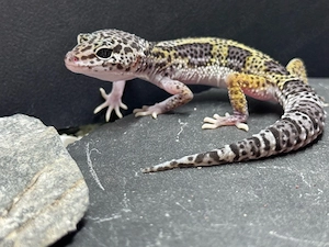 Leopardgecko Weibchen 0.1 