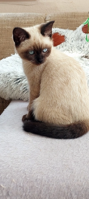 Bkh Mix Kitten 