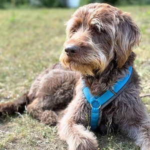Sportskanone Labradoodle Brando wartet in 24114 Kiel.