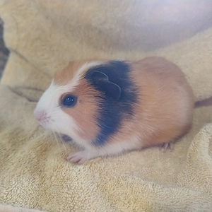 Meerschweinchen Weibchen Jungtiere 