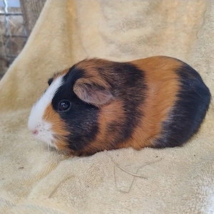 Meerschweinchen Weibchen Jungtiere 
