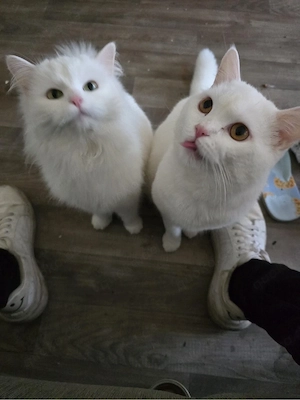 katze angora