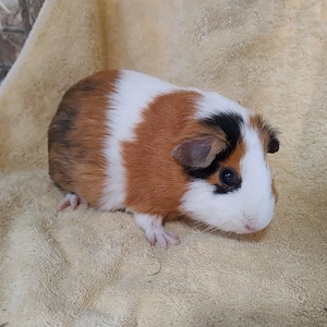Meerschweinchen Weibchen Damen Mädchen Auswahl 