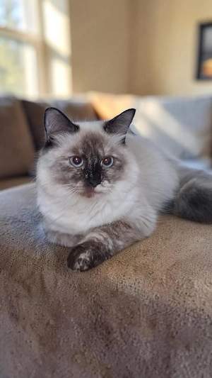 Neva masquarade Mädchen weiblich sibirische katze