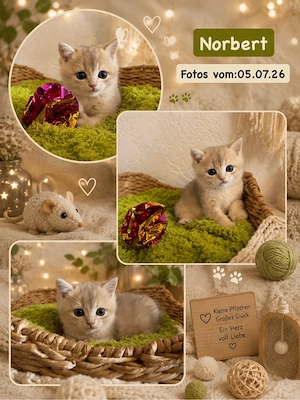 2. Bildhübsche BKH- Kitten suchen tolle Familien 