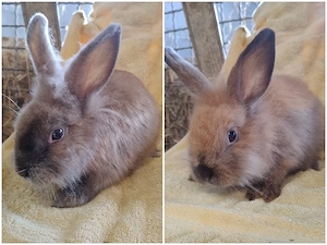 Kaninchen Zwergkaninchen Böcke  5 Jungtiere 