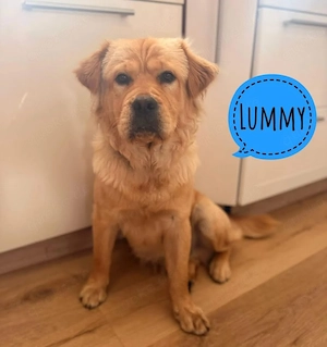 Lummy, junger und wunderhübscher Chow-Chow Mix, bereits in Deutschland