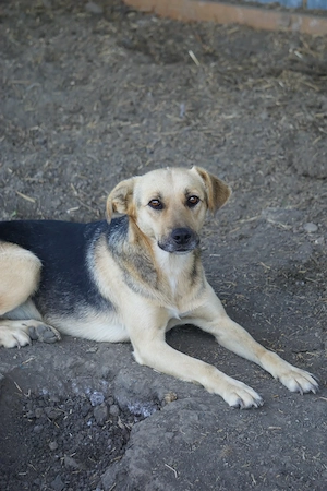 Lotte mit dem treuen Blick Bild 3